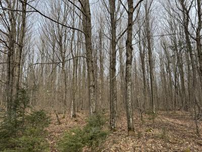 Parcel A Private Rd, Mercer, Wisconsin 54547