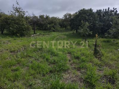 Acireale, Sicilia 95024, إيطاليا