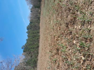 TBD 15.5128 ac CR 373 D, Henderson, Texas 75654