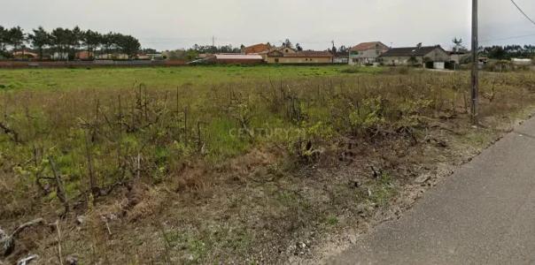 Vagos, Aveiro 3840-166, Portugal