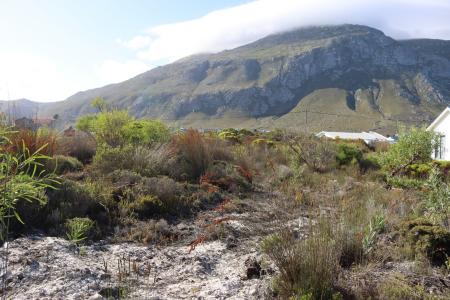 Bettys Bay, Western Cape, South Africa