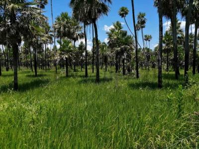 Fuerte Olimpo, Alto Paraguay 00001, باراغواي