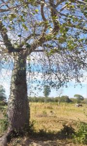 Fuerte Olimpo, Alto Paraguay 00001, باراغواي