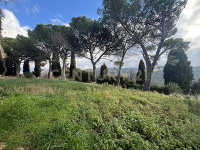 località casini, Scansano, Toscana 58054, Italia
