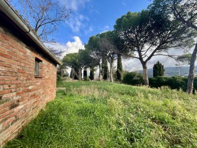 località casini, Scansano, Toscana 58054, Italia