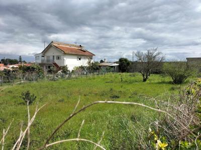 Cartaxo, Santarem 2070-734, Portogallo