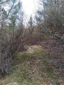 0 Pine Dr, Cedar Glen, California 92321, USA