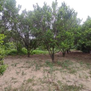 Sur, Santa Cruz 00001, Bolívia