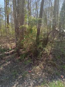 0 SR 1916 & 1917, Aurora, NC 27806, USA