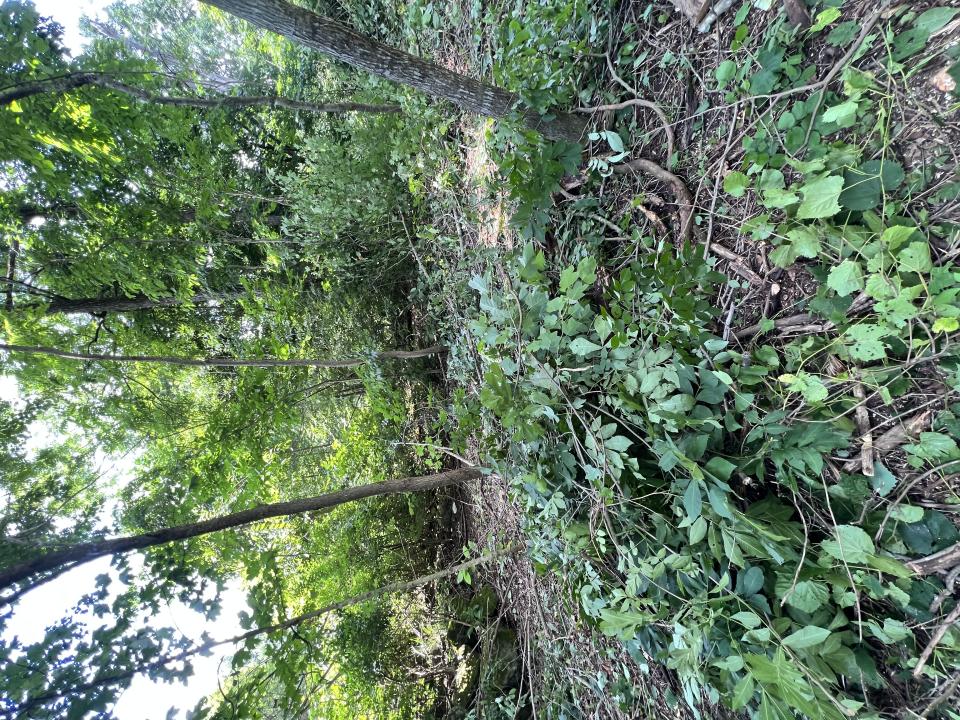 LT 908 Stonegate Dr., Burnside, Kentucky 42519, Estados Unidos