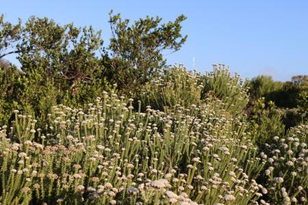 Bettys Bay, Western Cape, South Africa