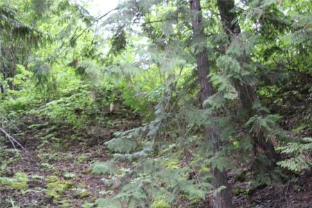 8457 SQUILAX-ANGLEMONT ROAD, St. Ives, Британская Колумбия V0E 1M9, Канада