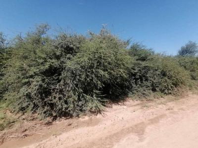 Loma Plata, Boquerón 00001, Paraguay