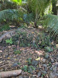 Lot 12, Laupahoehoe Point Rd, Laupahoehoe, Hawaii 96764, Stati Uniti