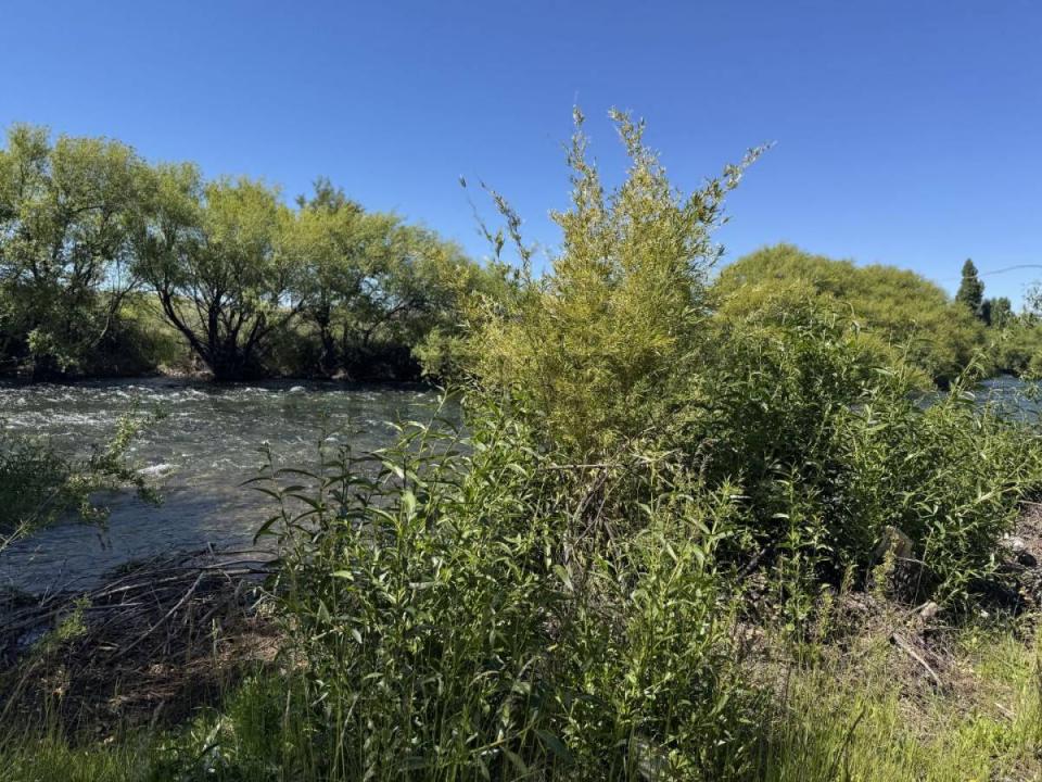 San Martín De Los Andes, Neuquen, ארגנטינה