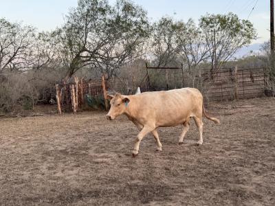 TBD FM 1861, Stockdale, Texas 78160, USA