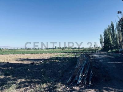 Lavalle, Mendoza 5560, Argentina