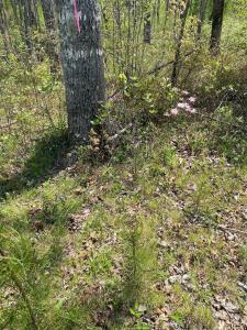 1 Seagroves Road, Tracy City, Tennessee 37387, USA