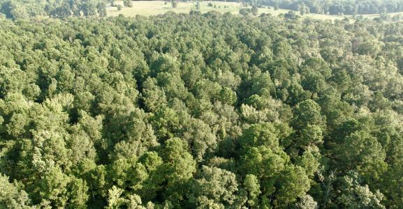 0000 CR 1628, Linden, Texas 75563, États-Unis