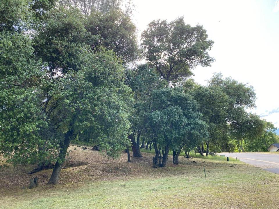 315 Mill Ct, Angels Camp, カリフォルニア 95222, アメリカ合衆国