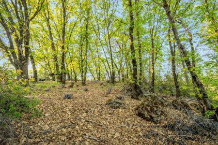 16718 Lena Court, Grass Valley, California 95949, USA