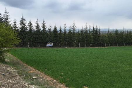 Eskişehir, 26005, Türkiye