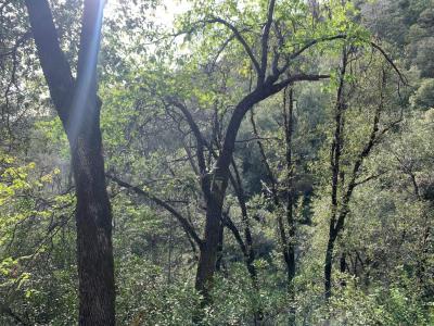 1885 Pennsylvania Gulch Road, Murphys, California 95247, USA