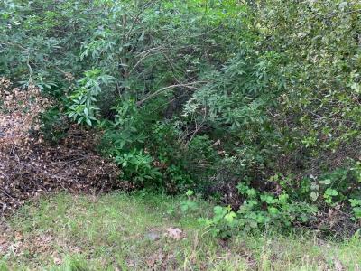 1779 Pennsylvania Gulch Road, Murphys, California 95247