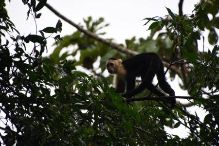 Puerto Viejo Playa Negra Cahuita Talamanca, Limón 70403, Коста-Рика