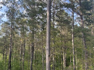 0 Needmore Road- (345.37 acres), Roopville, Georgia 30170, HOA KỲ