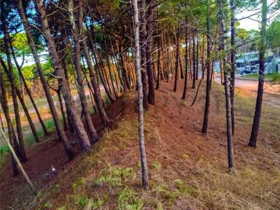 Camino parque los Pioneros S/N, Pinamar, Buenos Aires Costa Atlántica 00001, Argentina