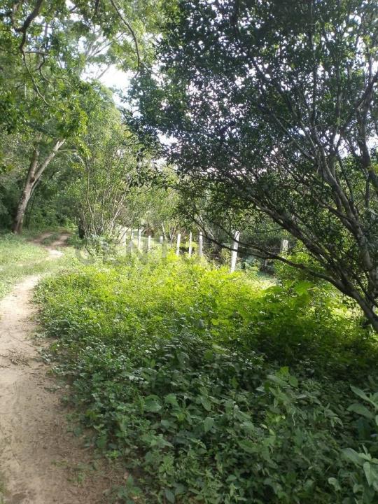 Zona Oeste de la localidad de porongo , Urubo, Santa Cruz 00001, بوليفيا