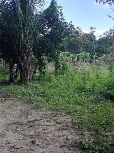Zona Oeste de la localidad de porongo , Urubo, Santa Cruz 00001, بوليفيا