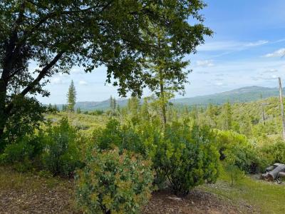 Fricot City Rd, Sheep Ranch, California 95246
