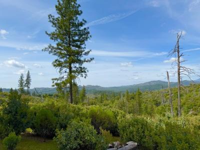 Fricot City Rd, Sheep Ranch, California 95246