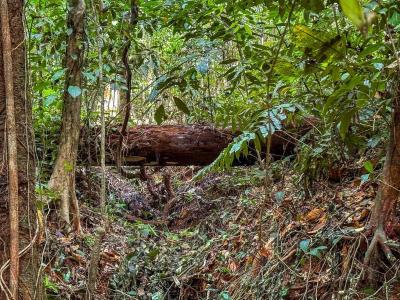 Ojochal Puerto Cortés Osa, Puntarenas 00001, 哥斯达黎加
