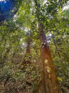 Ojochal Puerto Cortés Osa, Puntarenas 00001, 哥斯达黎加