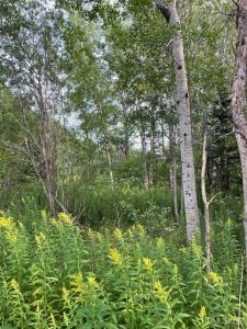 TBD Part Lot 39 Millionaire St, Calumet, Michigan 49913, Amerika Birleşik Devletleri