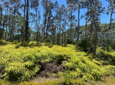 Lot 187, Plumeria Rd, Pahoa, Hawaii 96778, Stati Uniti