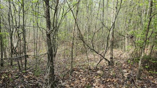 0 Old Holy Water Road, Tracy City, Теннесси 37387, Соединенные Штаты