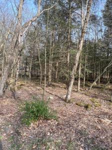 Lot 814 White Pine Drive, Pocono Lake, Pennsylvania 18347, Estados Unidos