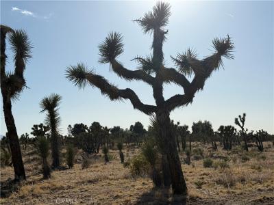 0 Ave Y8 & 233rd St E Avenue, Llano, California 93544