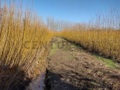 Arroyo Las Cañas , San Fernando, GBA Norte 00001, Argentina