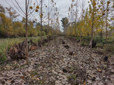 Arroyo Las Cañas , San Fernando, GBA Norte 00001, Argentina