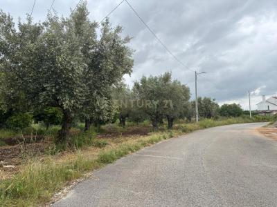 Torres Novas, Santarem 2350, Portugal