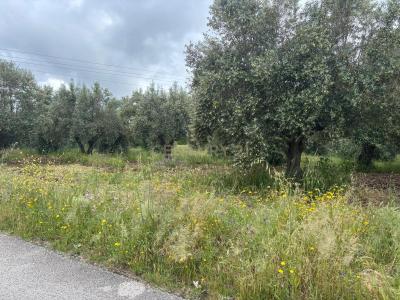 Torres Novas, Santarem 2350, Portugal