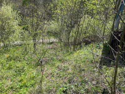 654 Napier Hollow Road, Manchester, 肯塔基州 40962, 美國