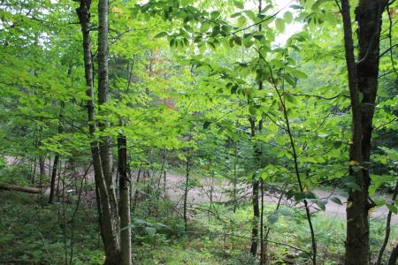 Lot 15 Alpine Dr, Upson, ولاية ويسكونسن 54565, الولايات المتحدة