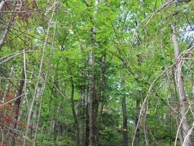 Lot 15 Alpine Dr, Upson, ولاية ويسكونسن 54565, الولايات المتحدة