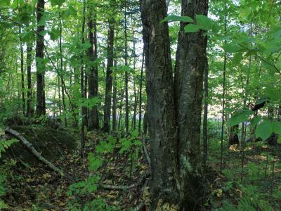 Lot 35 Alpine Drive, Upson, Wisconsin 54565, États-Unis